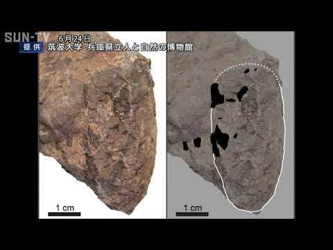 世界最小の恐竜