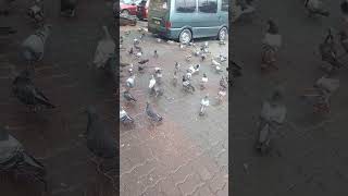 Download lagu Jinak Jinak Merpati mp3