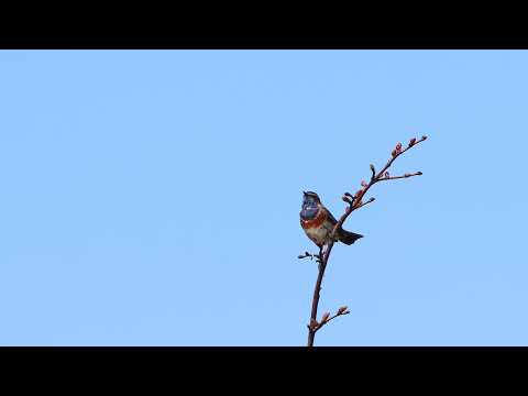 Zingende Blauwborst in de boom