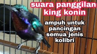 Download lagu Pancingan King Konin Agar Mau Bunyi || suara panggilan kolibri raja mp3