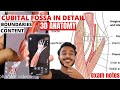 Cubital Fossa Anatomy Boundary And Content Cubital Fossa 3d Anatomy