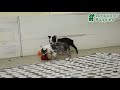 Boston Terrier dogs for sale: Jersey - Video 1