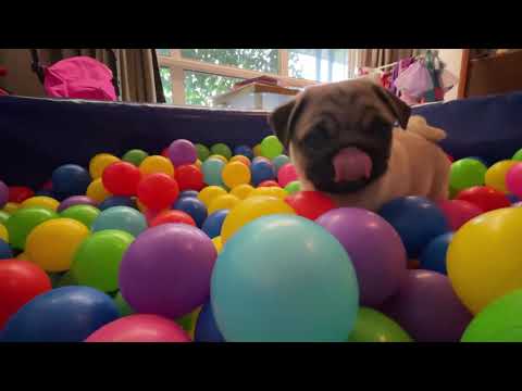 A rainy Summer holiday at the farm