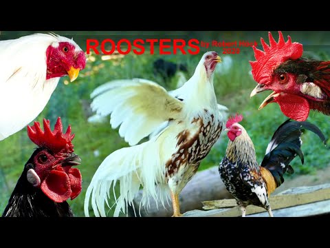 , title : 'THE BIG ROOSTERS CROWING COMPILATION with Ayam Serama / Yokohama - Krährufe der Hähne im Vergleich'