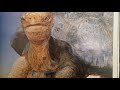 Old Turtle