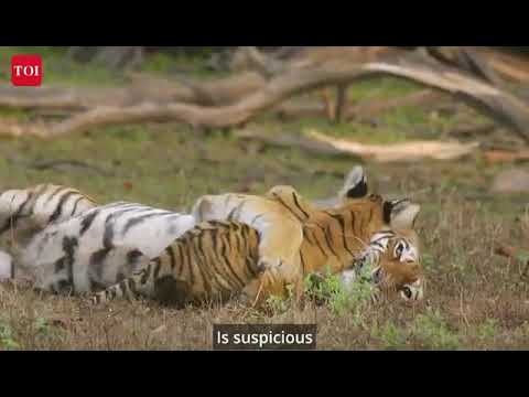 The tiger story 😍😍1k view 2k likes😍