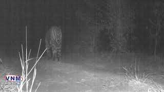 preview picture of video 'Tigers were found in Santrampur of Mahisagar district, men of forest department started the search'
