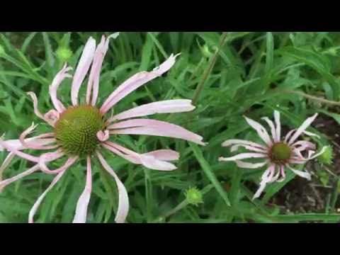 Echinacea simulata (Wavy-leaf purple coneflower) #coneflower #echinacea #simulata #gardening