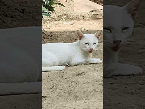 This morning I woke up in the morning and saw a cat sitting.