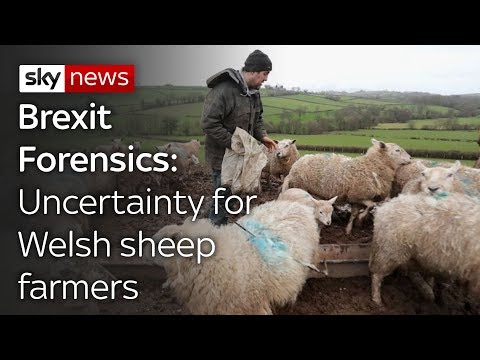 download lagu mp3 mp4 What Is Welsh Lamb, download lagu What Is Welsh Lamb gratis, unduh video klip What Is Welsh Lamb