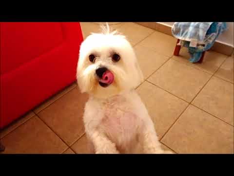 Caldas Novas - Goiás (2018)