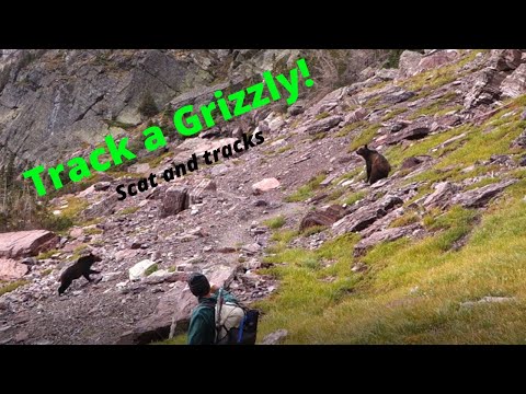 Backpacking in Grizzly Bear Country; How to Track a Bear (or know if it's tracking you)!