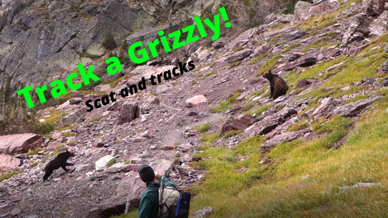 Backpacking in Grizzly Bear Country; How to Track a Bear (or know if it's tracking you)!