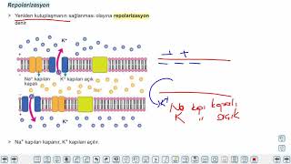 Eğitim Vadisi 11.Sınıf Biyoloji 1.Föy Sinir Sistemi 2 Konu Anlatım Videoları