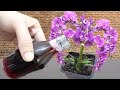 INCREDIBLE Makes Flowers Explode In Just One Application All Year Round