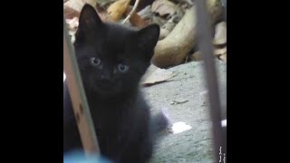 Katze Mimi - Freilaufende Baby - Katzen beim Spielen 