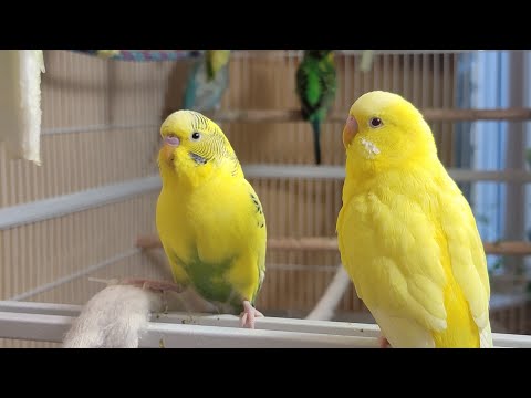 12 Hr Happy Singing & Eating Parakeet Budgies Birds, Reduce Stress of Lonely Quiet Birds