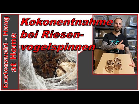 Kokonentnahme bei Riesenvogelspinnen (Theraphosa stirmi & Theraphosa apophysis)