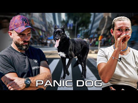 Ce CHIEN-LOUP est TERRORISÉ par la VIE ! - Panic Dog Ep13