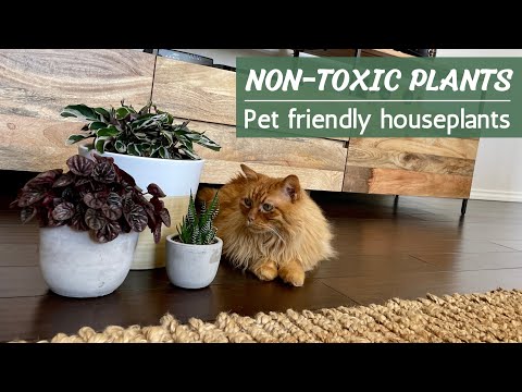 35 Non-Toxic Pet-Safe Houseplants | Pet Friendly Plants for Cats and Dogs