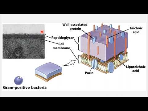 BIO 205 - Chapter 3 - The Cell