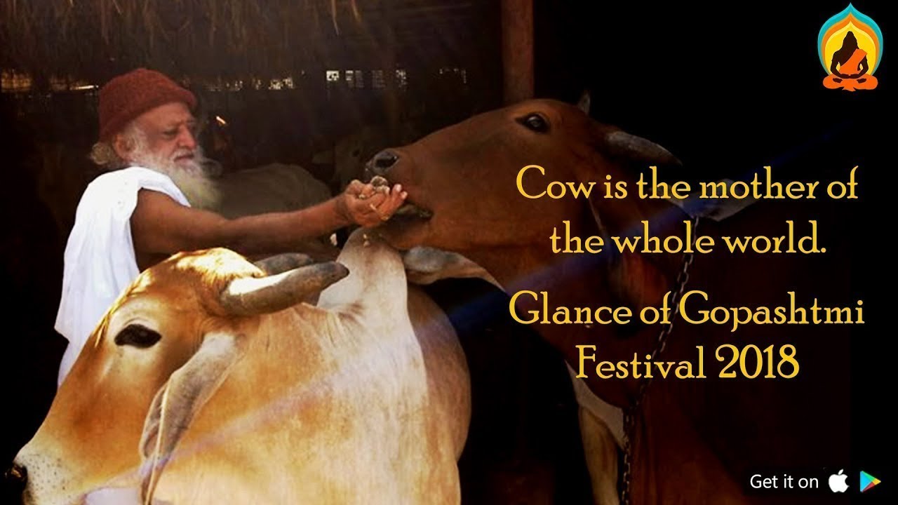 "We never feed cows, Cows feed and nourish us !" - Pujya Bapuji । Rishi Darshan English