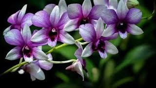 Download lagu 8 Meanings of Dreaming About Orchids, A Sign of Good Luck mp3