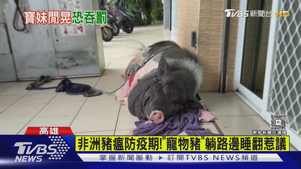 飼主注意! 防疫期「寵物豬」也不行亂晃 最高可罰百萬