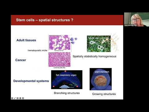 Mathematics of Stem Cells: Mechanistic Mathematical Modelling vs Single Cell Data Analysis