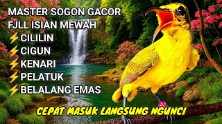 Download lagu Mudah di hafal cepat masuk‼️ Masteran sogon full tembakan mp3