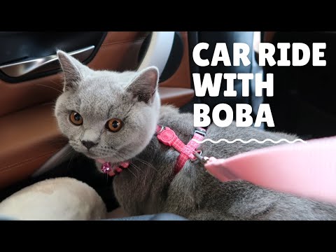 British Shorthair Kitten's first car ride | Chubby Boba Cat