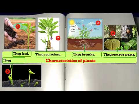 YouTube video about: Which of the following lists characteristics of plants?