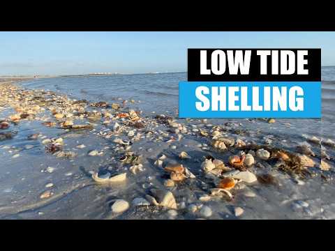 Muschelsammeln in Florida bei Ebbe. Mein Lieblingsstrand nach dem Baggern war fantastisch!