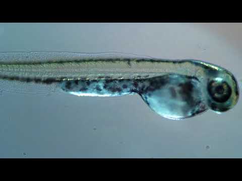 Danio margaritatus - day 1