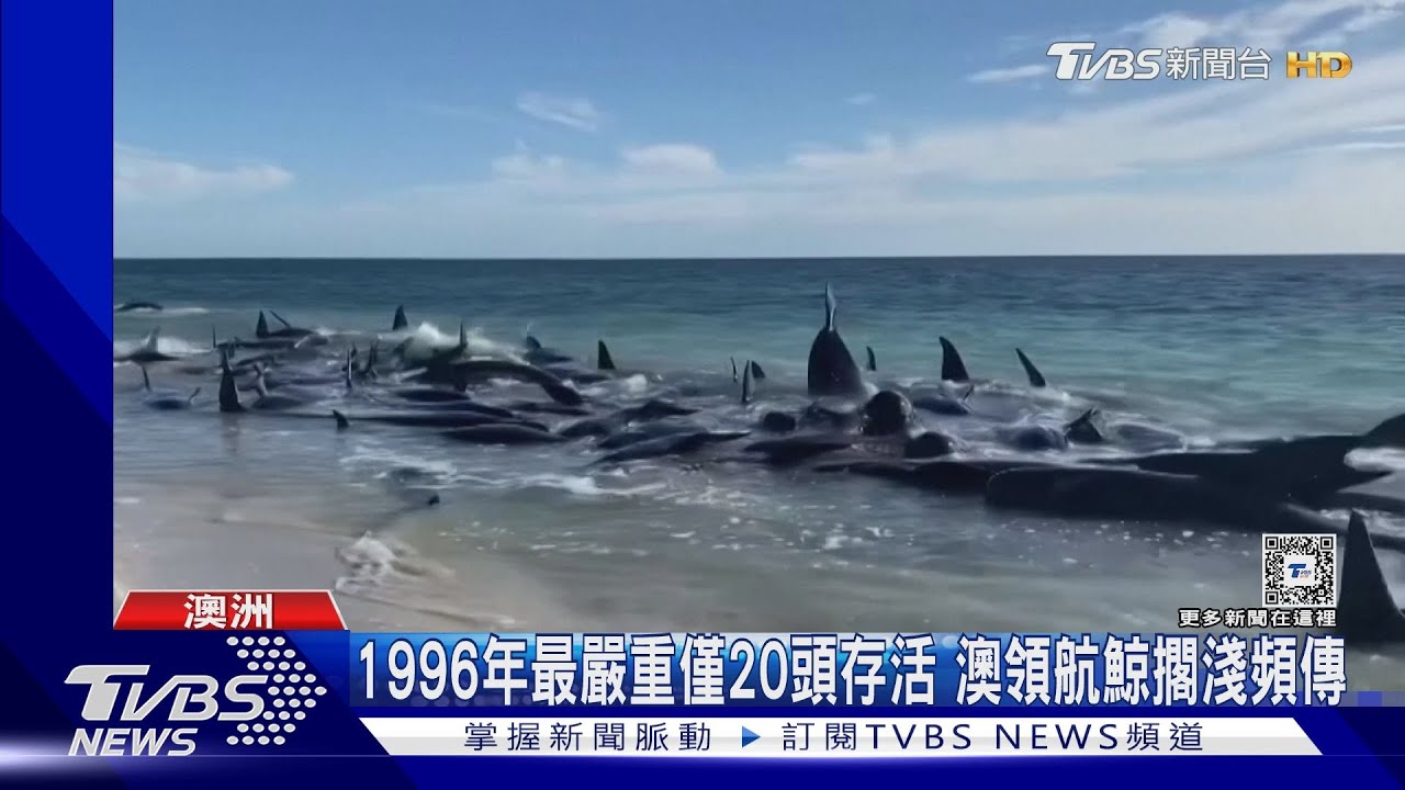 迷航?疾病?160頭領航鯨擱淺西澳沿海 29頭不幸死亡