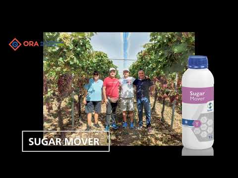 , title : 'Τα αποτελέσματα του προϊόντος "Sugar Mover" στην ποικιλία αμπέλου Crimson'
