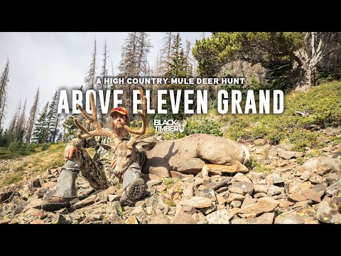High Country Mule Deer In Colorado | ABOVE ELEVEN GRAND