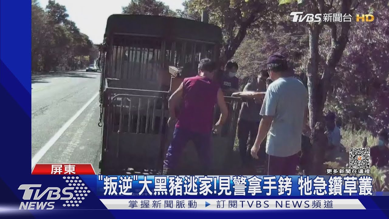 叛逆大黑豬逃家! 見警拿「手銬」急鑽草叢躲