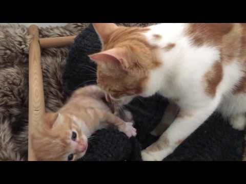 Kvistur litli og Hrísla kisumamma