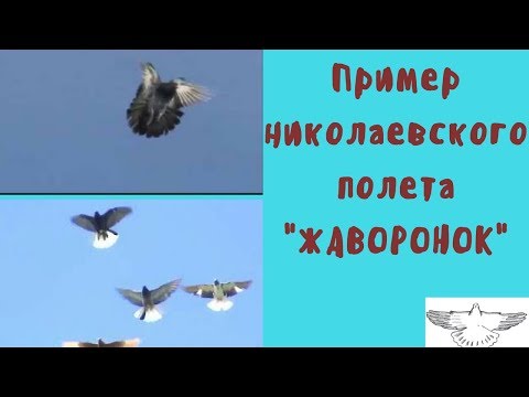 Пример Николаевского полета жаворонок