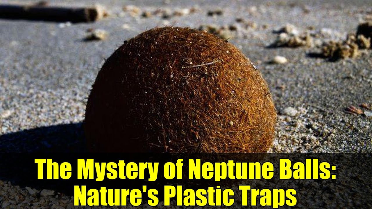 Zeegras 'Neptune Ballen': De Natuurlijke Reinigers van Onze Oceanen