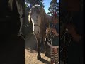 Funny Horse Poop S Farts During His Birthday Party Photo Shoot