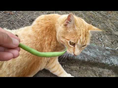 Cat eating beans? #harvesting  #vegetables #garden #nature #cats #catsbeingcats