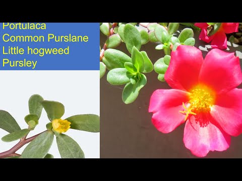 #Portulaca#pursley#common_purslane#পর্তুলিকা#