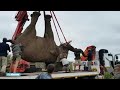 Olifant Riff Raff verhuisd om dood te voorkomen - RTL NIEUWS