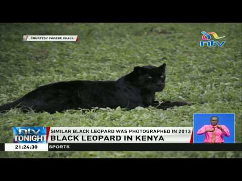 Rare occurrence as black leopard is spotted in Laikipia County
