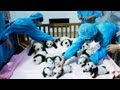 Giant panda cubs - no comment 