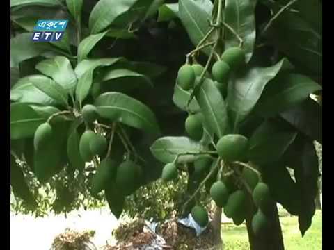 শিলাবৃষ্টিতে চাঁপাইয়ের আম চাষীদের মাথায় হাত