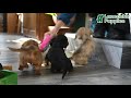Miniature Dachshund dogs for sale: Buster - Video 1