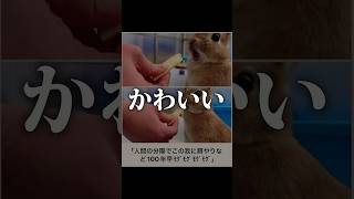 ボケてがかわいすぎるｗｗ　 #おもしろ　 #面白集　#ボケて